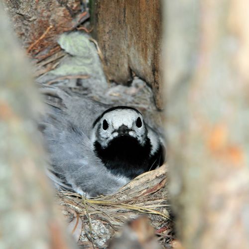 Wagtail Nest